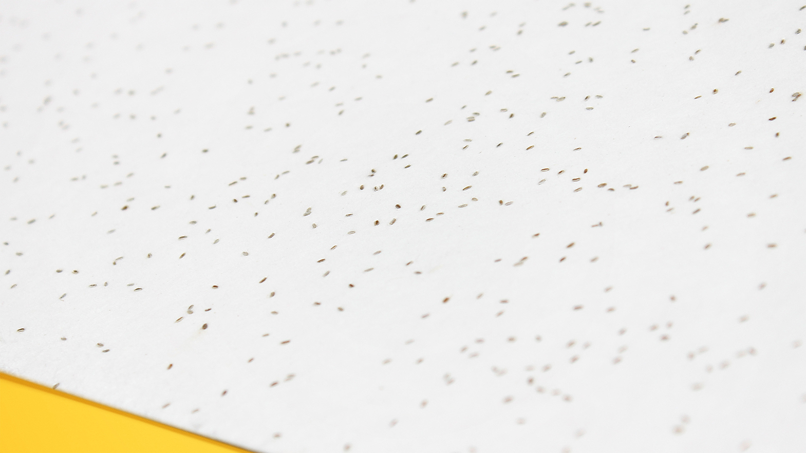 ジムビームサマーフェス